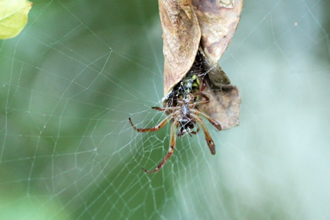 Leaf-curling Spider (Phonognatha graeffei)